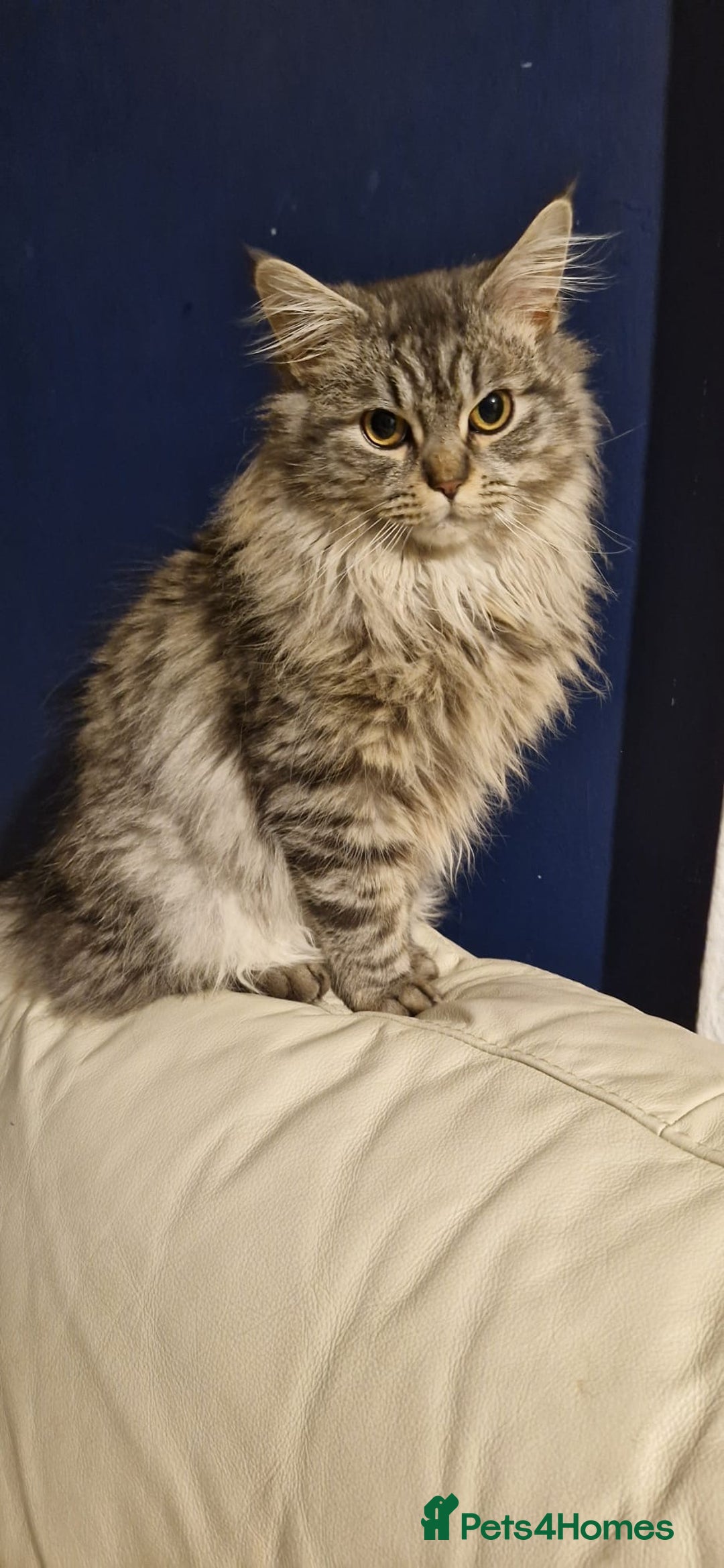 Maine Coon cats for sale: Stunning Grey & Silver Maine Coon Male - Image 2
