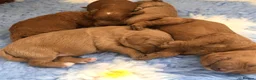 Labradoodle dogs for sale: keiras red fox miniature labradoodles  - Advert 20