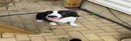 Sprollie dogs for sale: 11 month old male sprollie  - Advert 6