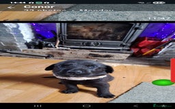 Mixed Breed dogs for sale: Weimaraner German Shepherd  - Image 3