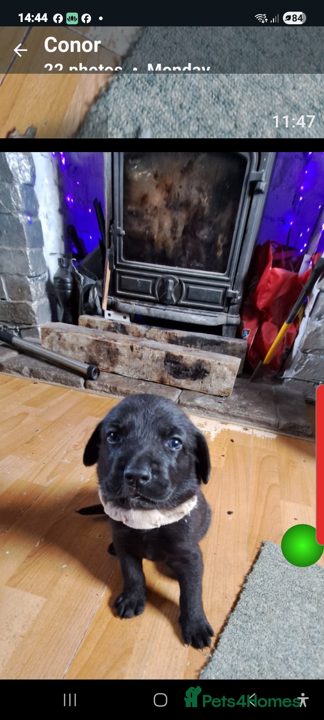 Mixed Breed dogs for sale: Weimaraner German Shepherd  - Image 3