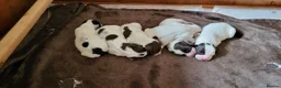 English Springer Spaniel dogs for sale: KC registered English Springer Spaniel puppies. in Skipton - Advert 4