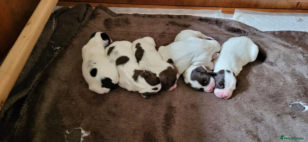 English Springer Spaniel dogs for sale: KC registered English Springer Spaniel puppies. in Skipton - Advert 4