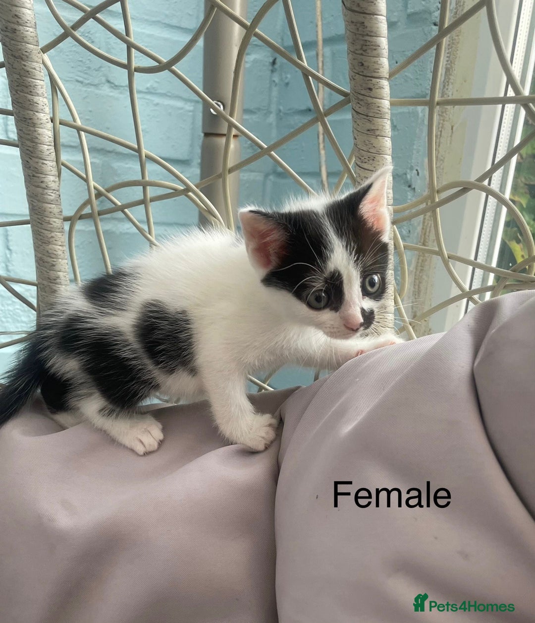 Turkish Van cats for sale: SUPER CUTE LITTLE RASCALS - Image 7