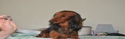 Miniature Dachshund dogs for stud: Miniature Long Haired Dachshund Pra 1 Clear KC reg in Peterborough - Advert 7