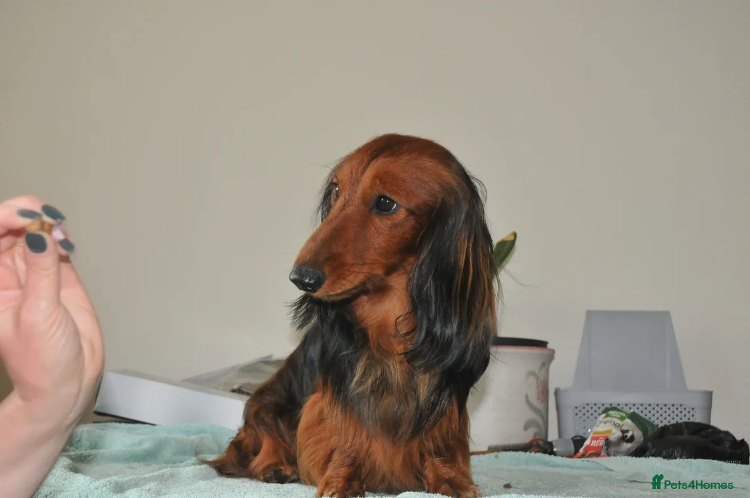 Miniature Dachshund dogs for stud: Miniature Long Haired Dachshund Pra 1 Clear KC reg in Peterborough - Advert 7