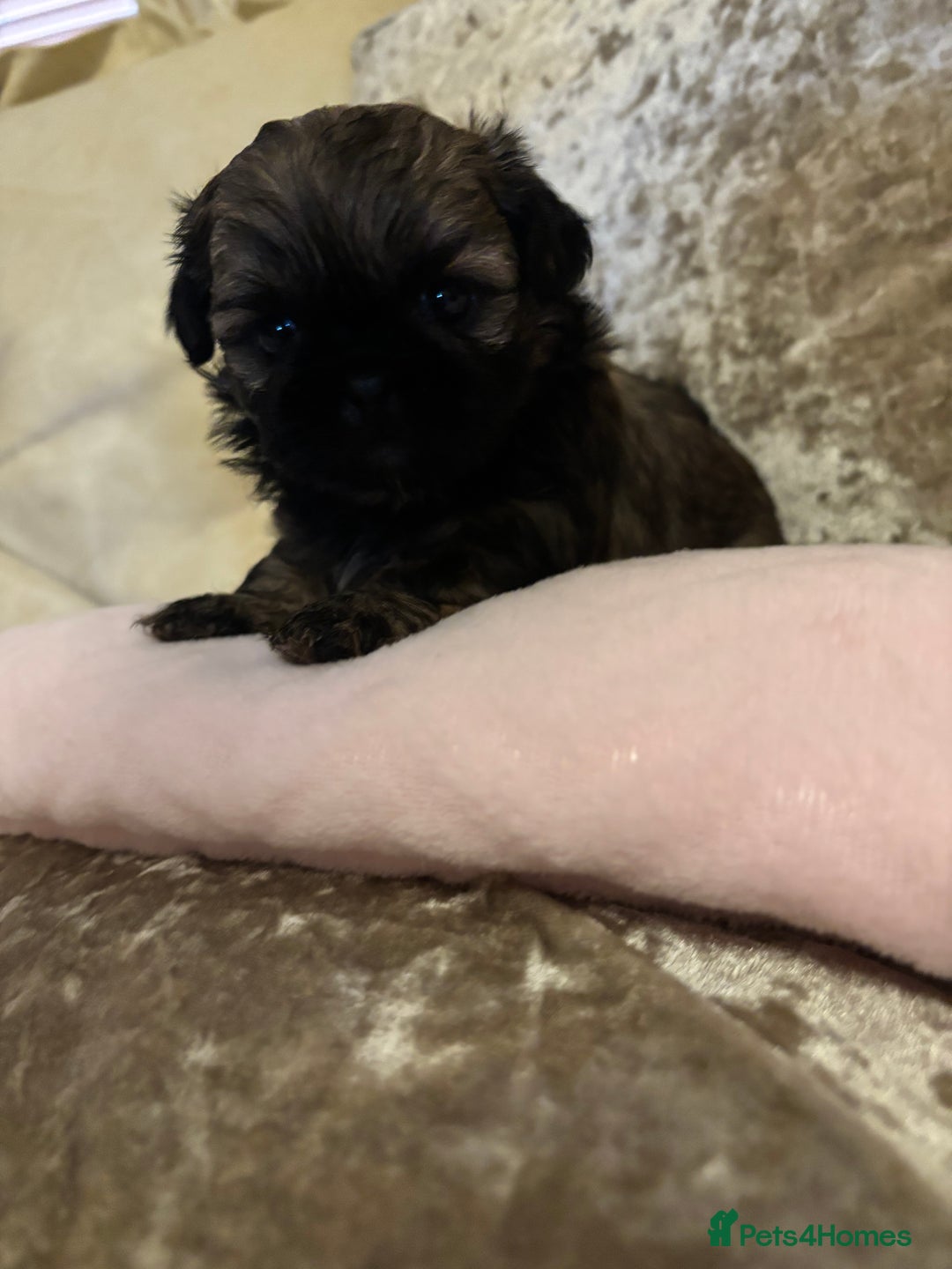 Shih Tzu dogs for sale: Shih Tzu puppies - Image 6