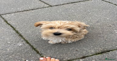 Maltipoo dogs - Advert 3