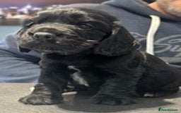 Cocker Spaniel dogs for sale: Show Type KC Cocker Spaniels, 5 star Breeder - Image 2