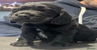 Cocker Spaniel dogs - Advert 1
