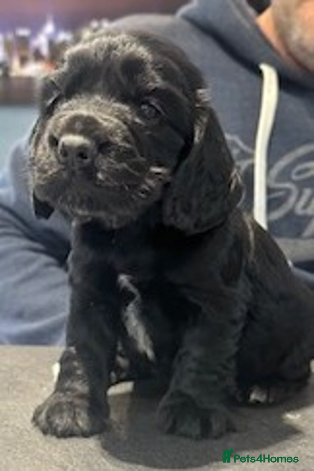 Cocker Spaniel dogs for sale: Show Type KC Cocker Spaniels, 5 star Breeder - Image 2