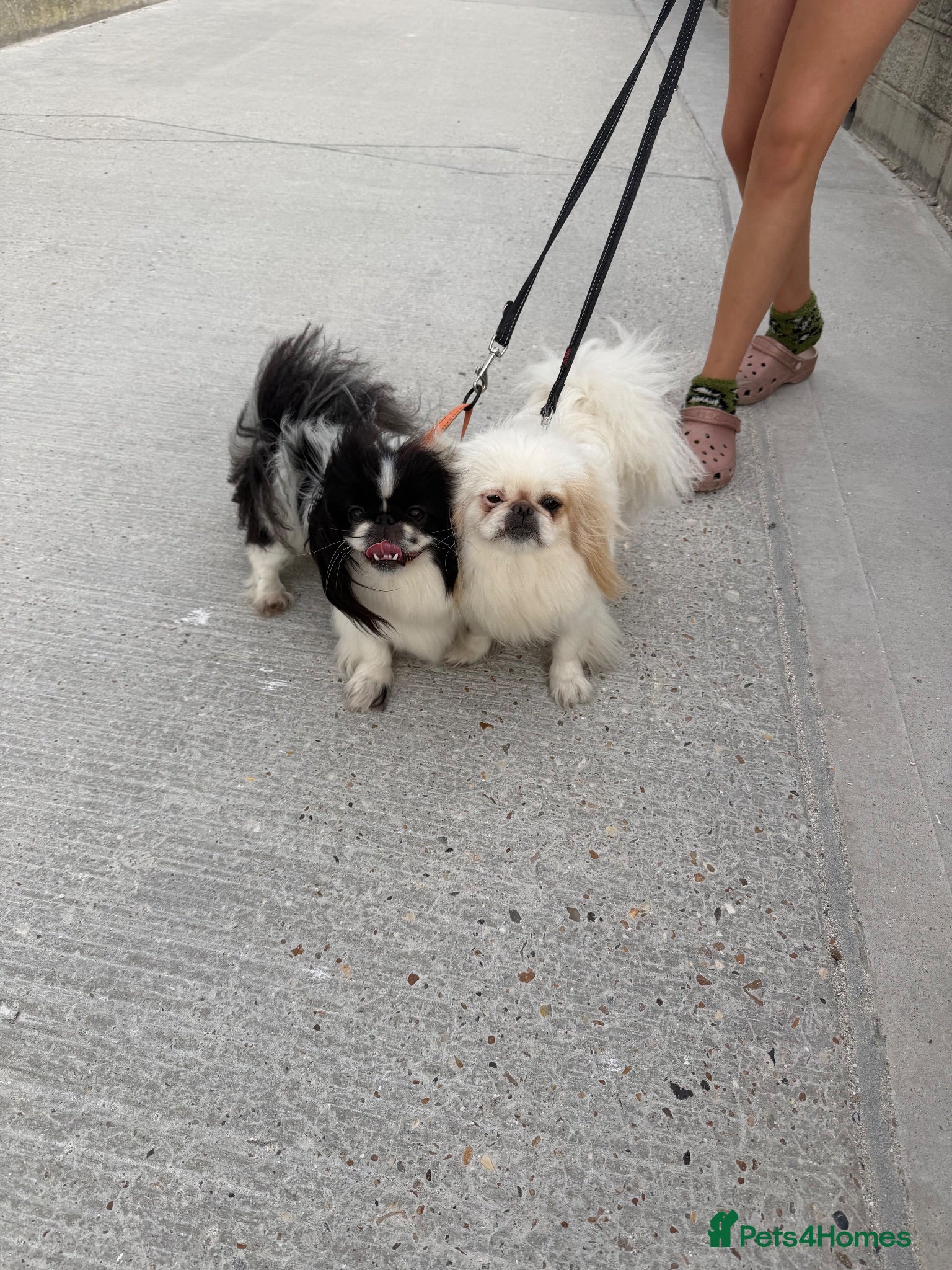 Pekingese dogs 2 Sisters looking for a great home  - Advert 1