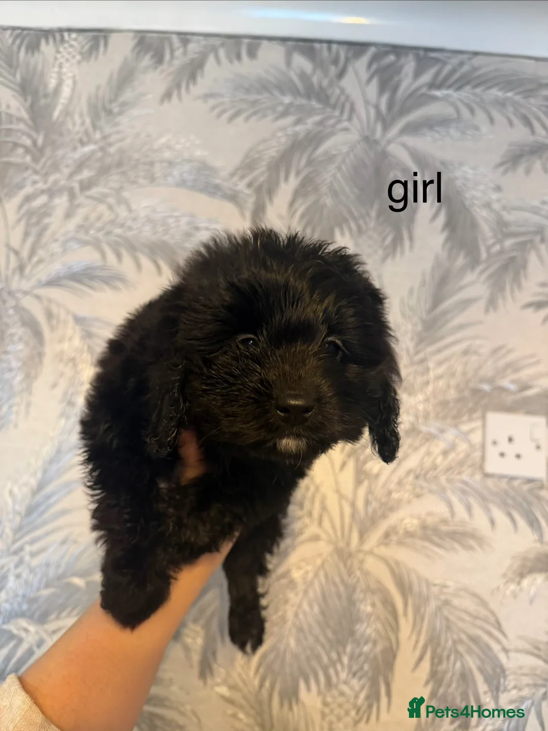Cockapoo dogs for sale: cockapoo puppies for sale  in Westbury - Advert 2