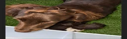 Sprocker dogs for sale: 7 Beautiful Sprockers 🐾  - Advert 11