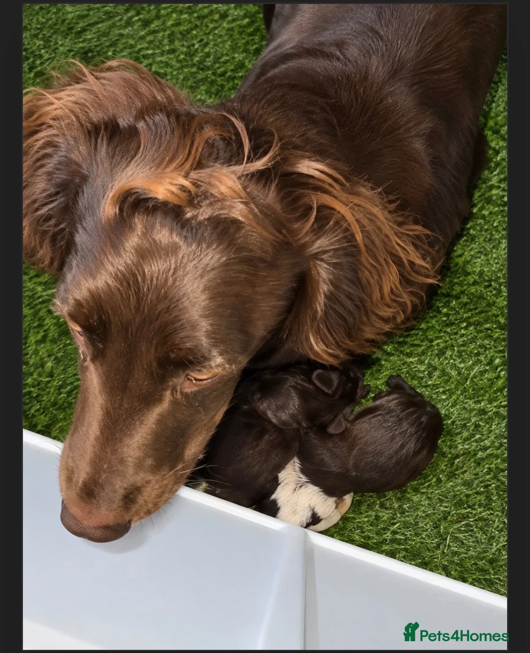 Sprocker dogs for sale: 7 Beautiful Sprockers 🐾  - Advert 11