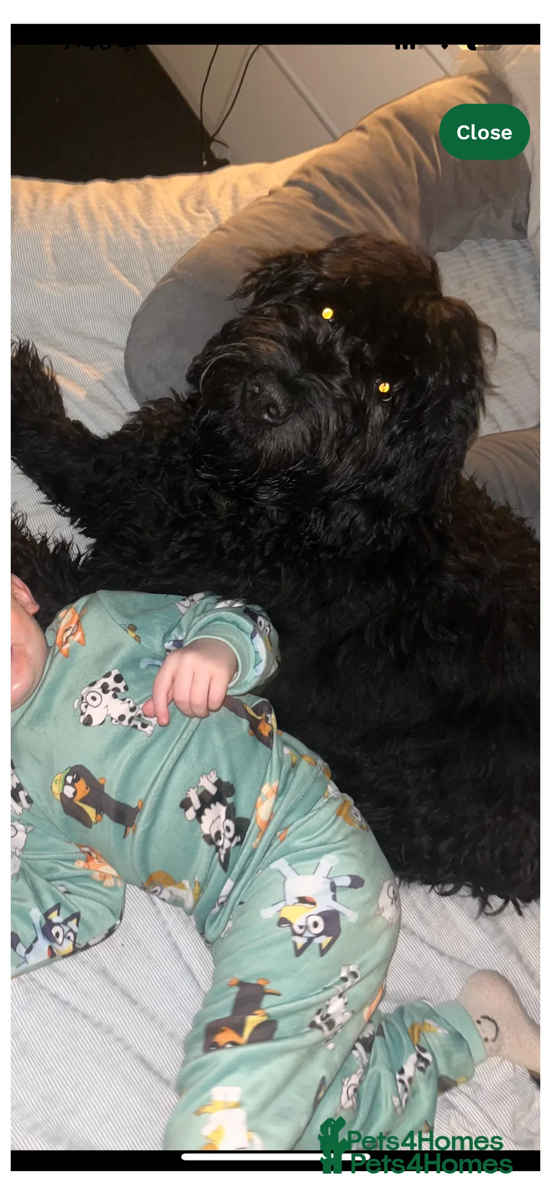 Goldendoodle dogs for sale: Golden doodle  - Advert 6