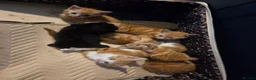 Mixed Breed cats for sale: Ginger Tabby Kittens - Advert 9