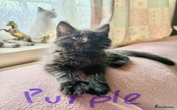 Maine Coon cats for sale: Maine Coon Kittens **READY TO LEAVE** - Image 20