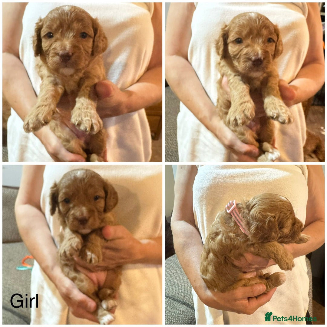 Cavapoo dogs for sale: Cute bundles of sweetness  - Image 9