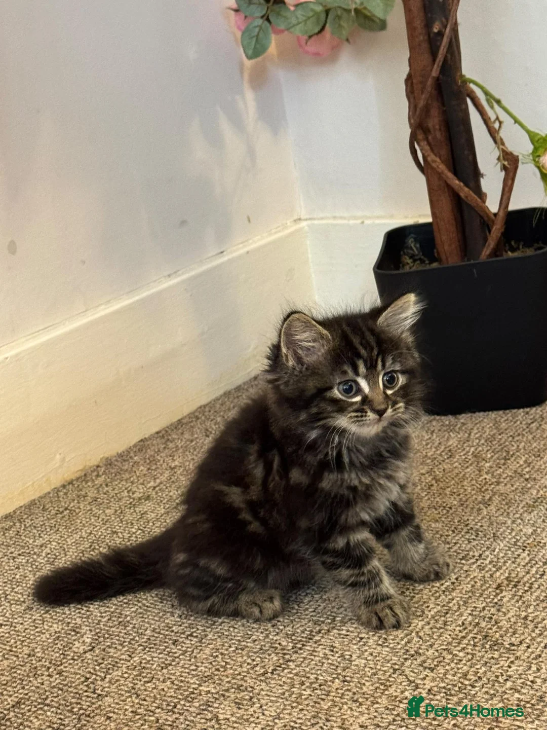 Siberian cats for sale: Siberian Cross breed, stunning litter of 5 kittens - Advert 24