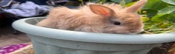 Mixed Breed rabbits for sale:  **  bunnies (born on  ** ) Netherland Dwarfs in Reading - Advert 1