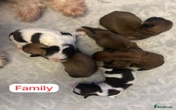 Shih Tzu dogs for sale: KC Registered Breed Standard Shih Tzu Puppies - Image 2