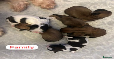 Shih Tzu dogs - Advert 3