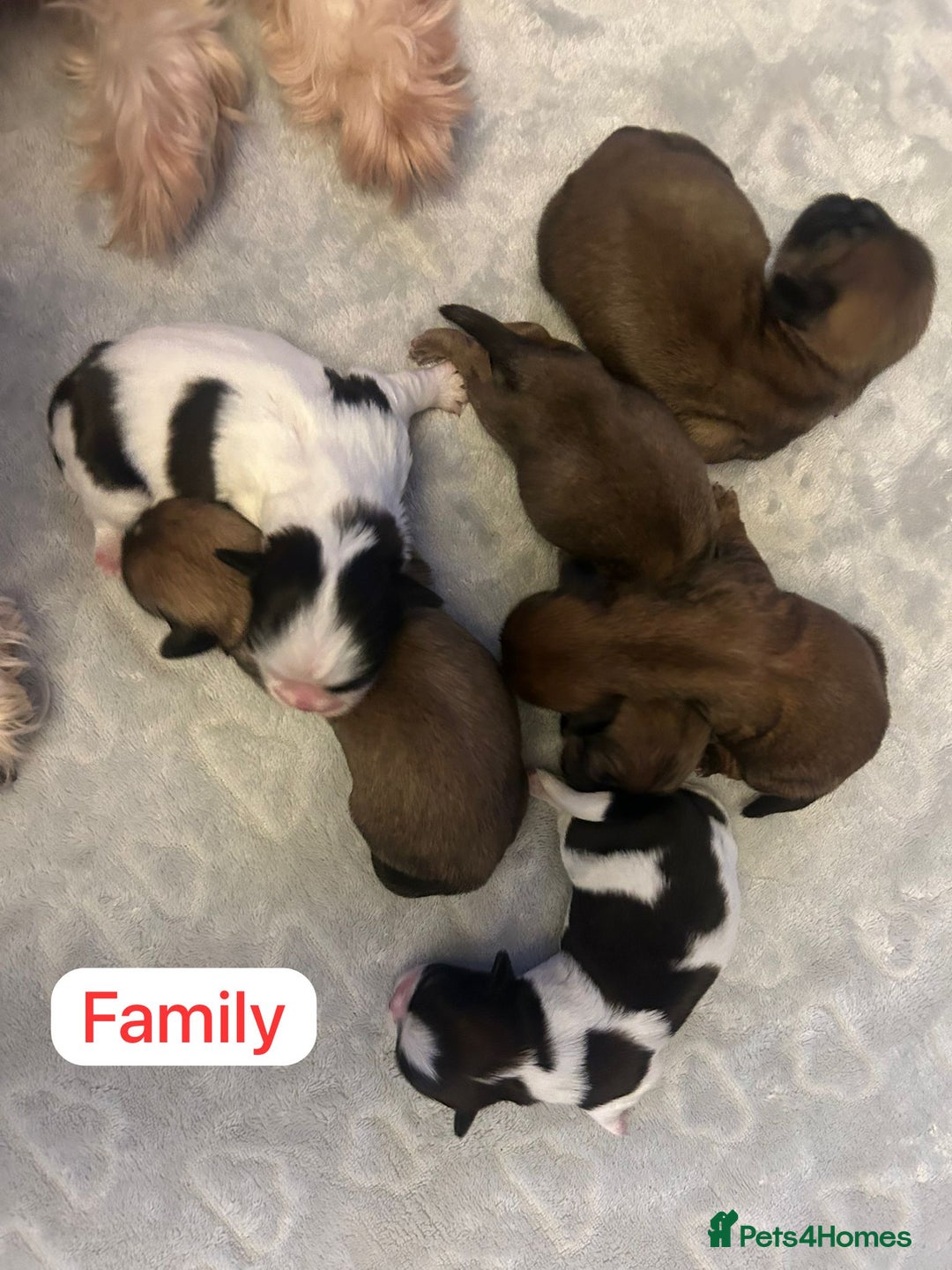 Shih Tzu dogs for sale: KC Registered Breed Standard Shih Tzu Puppies - Image 2