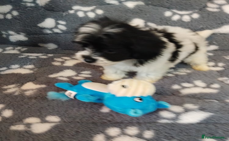 Maltipoo dogs - Advert 14