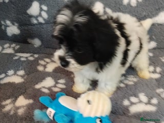 Maltipoo dogs - Advert 1