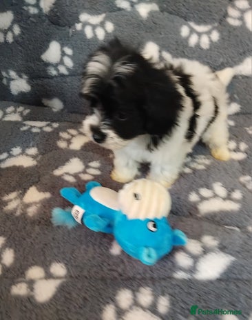 Maltipoo dogs - Advert 1