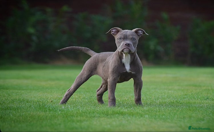 Olde English Bulldogge dogs - Advert 4