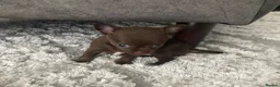 Chihuahua dogs for sale: Beautiful chocolate smooth coat chihuahua  in Middlesbrough - Advert 12