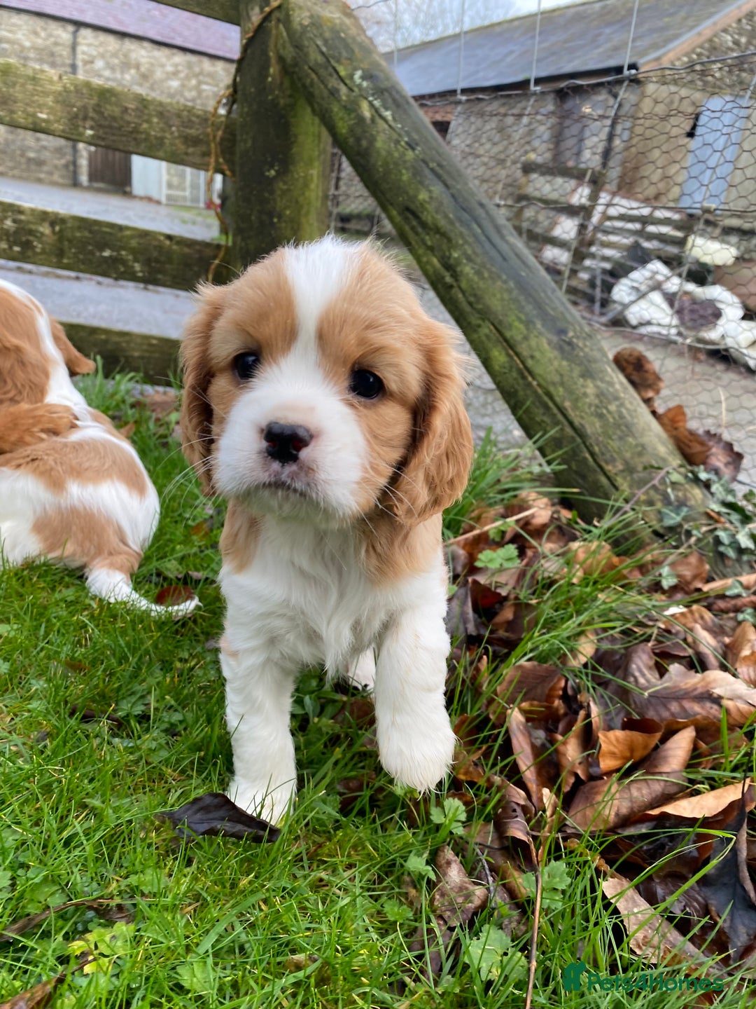 Cavalier King Charles Spaniel dogs for sale: 🐶🐶 Beautiful Cavalier King Charles Spaniel pupps - Advert 15