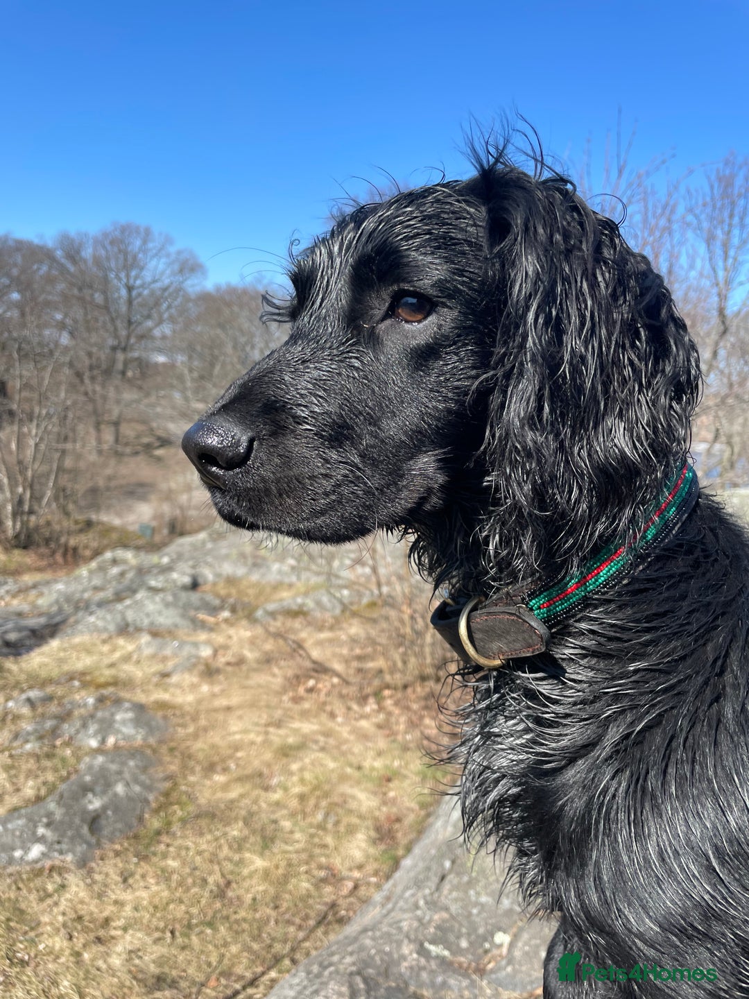 Sprocker dogs for stud: Gorgeous sprocker for stud (free)  - Image 11