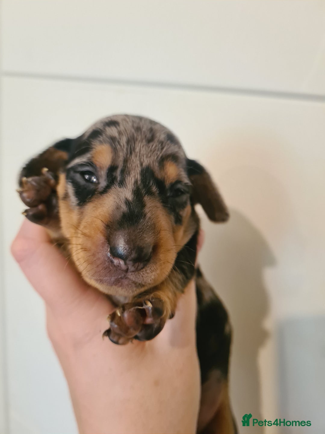 Dachshund dogs for sale: Beautiful Standard Dachshunds  - Image 4