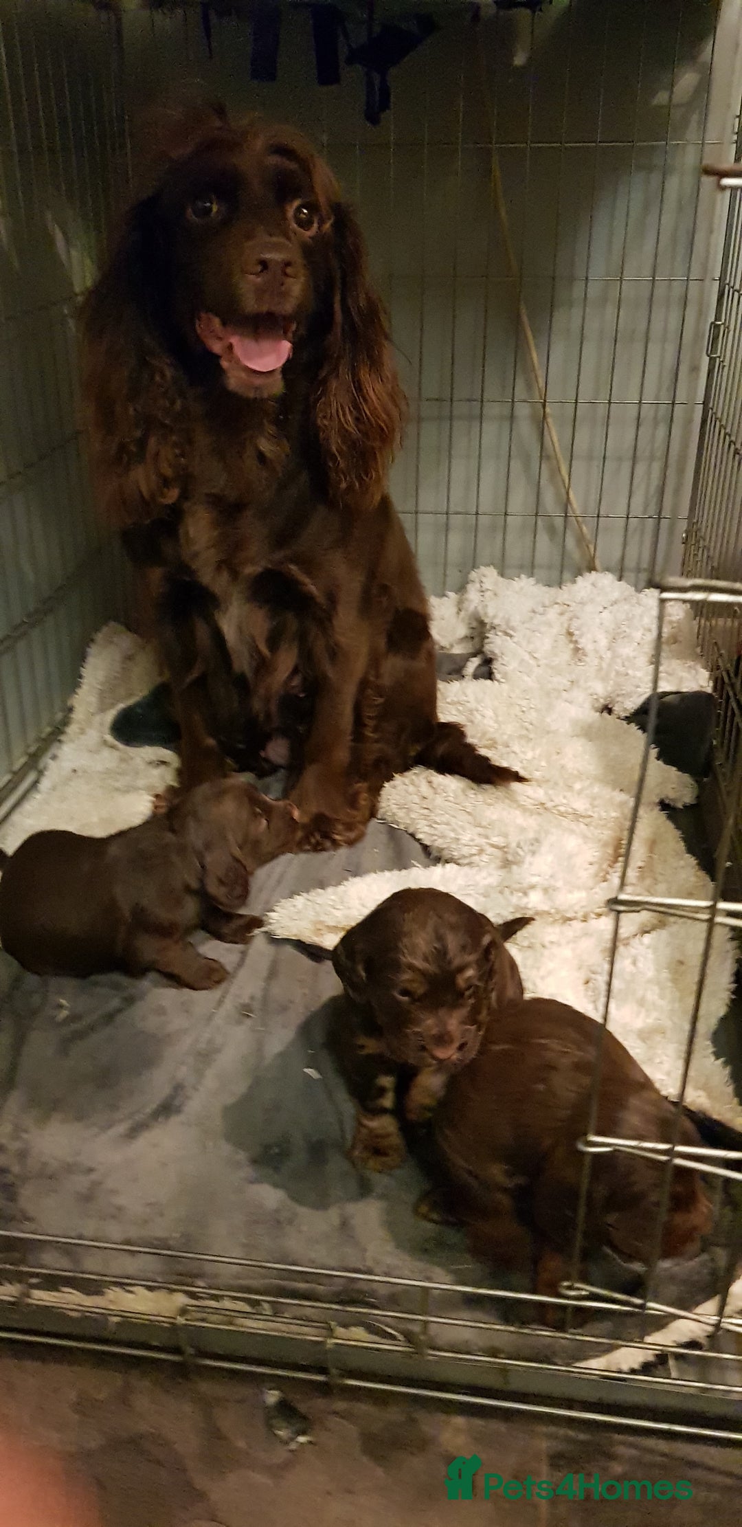 Sprocker dogs for sale: My lady has had beautiful 3 sprocker spaniel pups  - Image 11