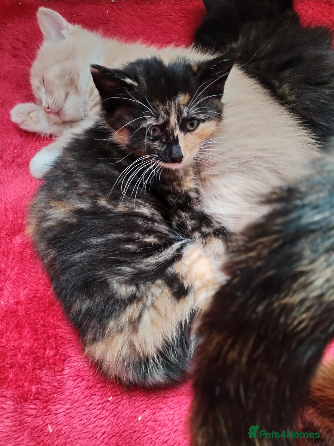 Mixed Breed cats for sale: Two gorgeous tortie girls - Advert 6