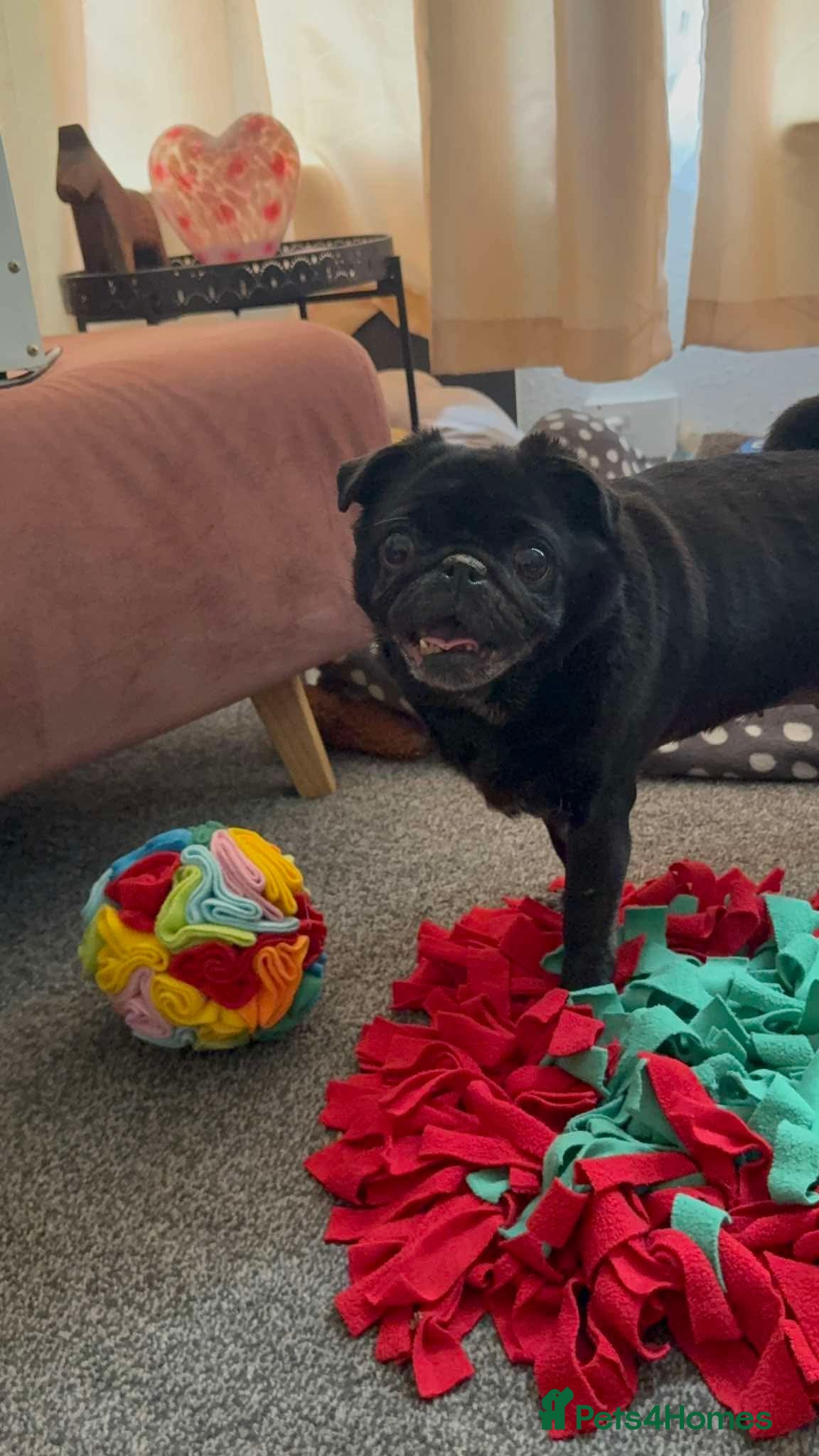 Pug dogs 10 year old pug need a home  - Advert 1