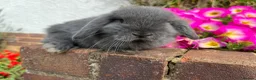 Mini Lop rabbits for sale: 6 mini lop babies RTL 10th September - Advert 17