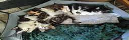 Domestic Shorthair cats for sale: Stunning litter of 4 - Advert 8