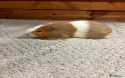 Guinea Pig rodents for sale: Female guinea pigs - Image 7