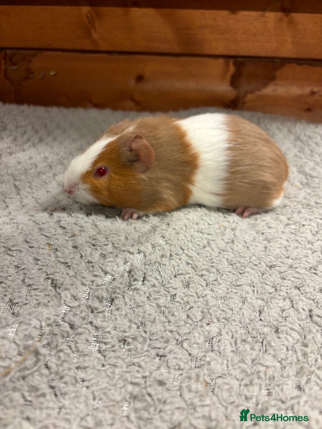 Guinea Pig rodents for sale: Female guinea pigs - Image 7