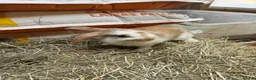 Mixed Breed rabbits for sale: For wonderful bunnies  - Advert 2