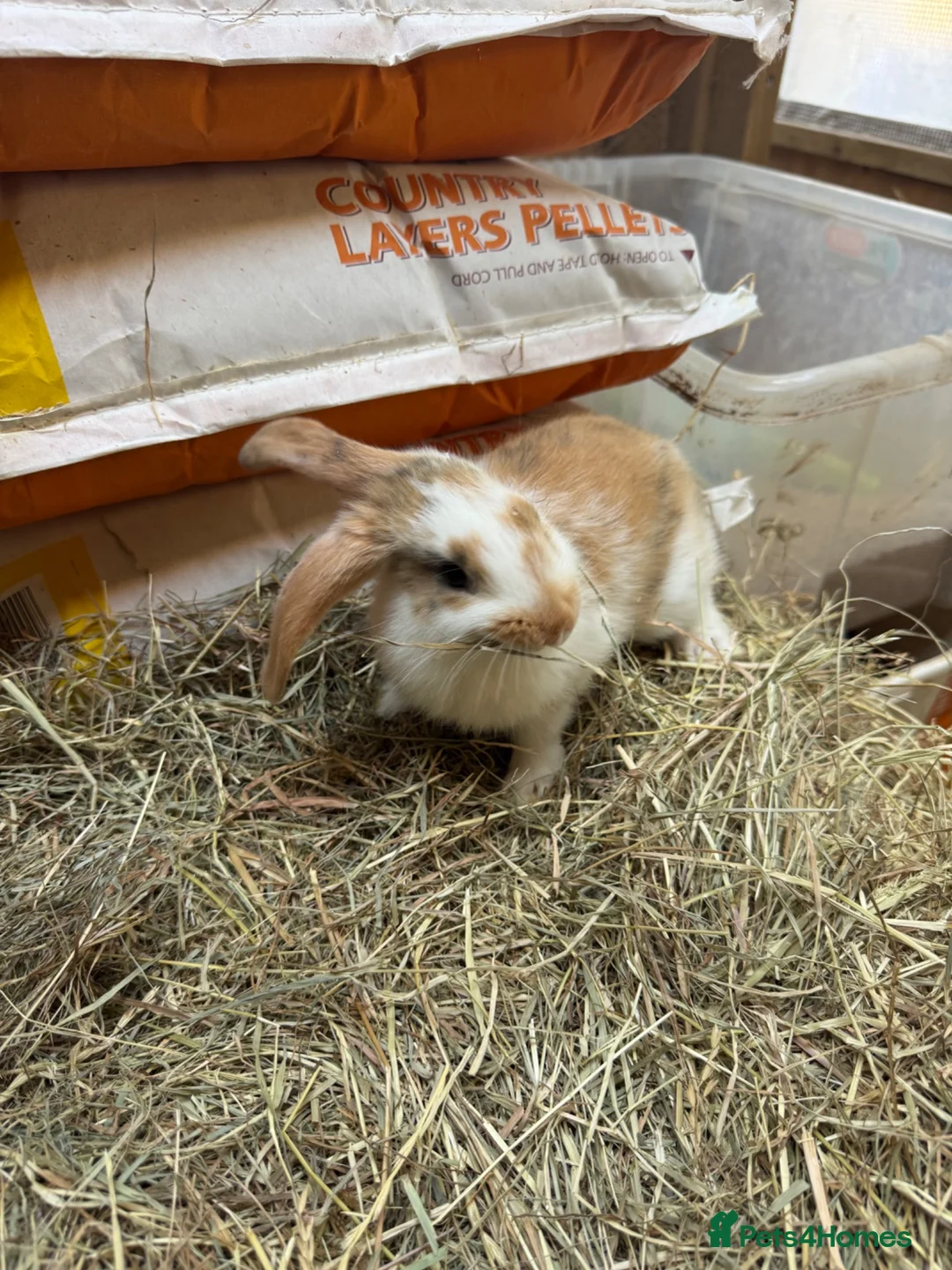 Mixed Breed rabbits for sale: For wonderful bunnies  - Advert 2