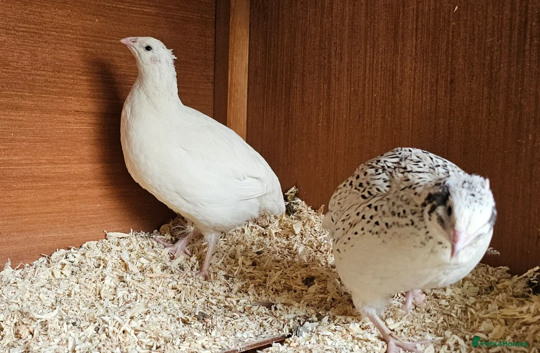 Quail poultry for sale: 13 female quail 1 male - Advert 8
