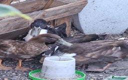 Ducks poultry for sale: Runner/Khaki/Pekin Ducks  - Image 2