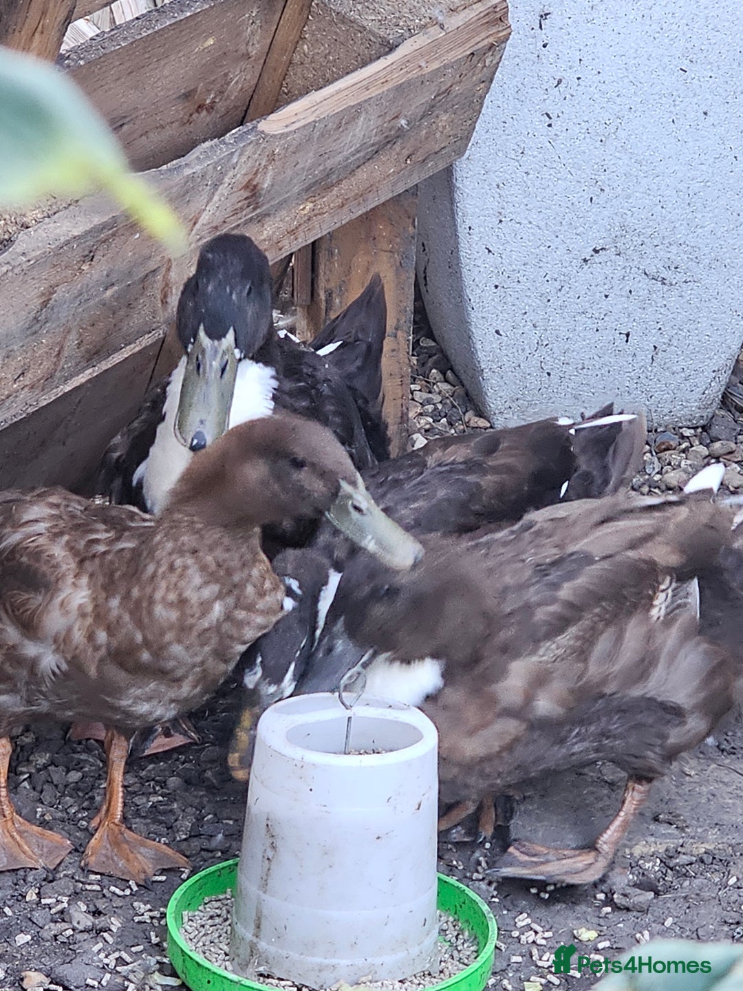 Ducks poultry for sale: Runner/Khaki/Pekin Ducks  - Image 2