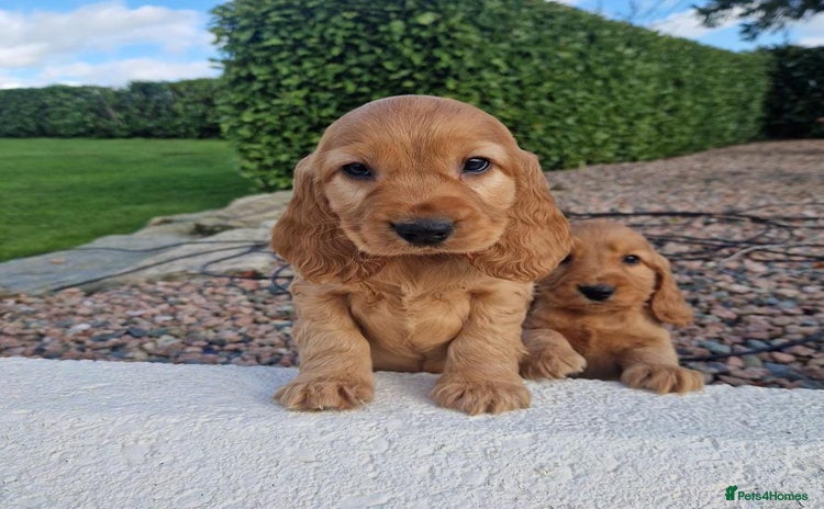 Cocker Spaniel dogs - Advert 1