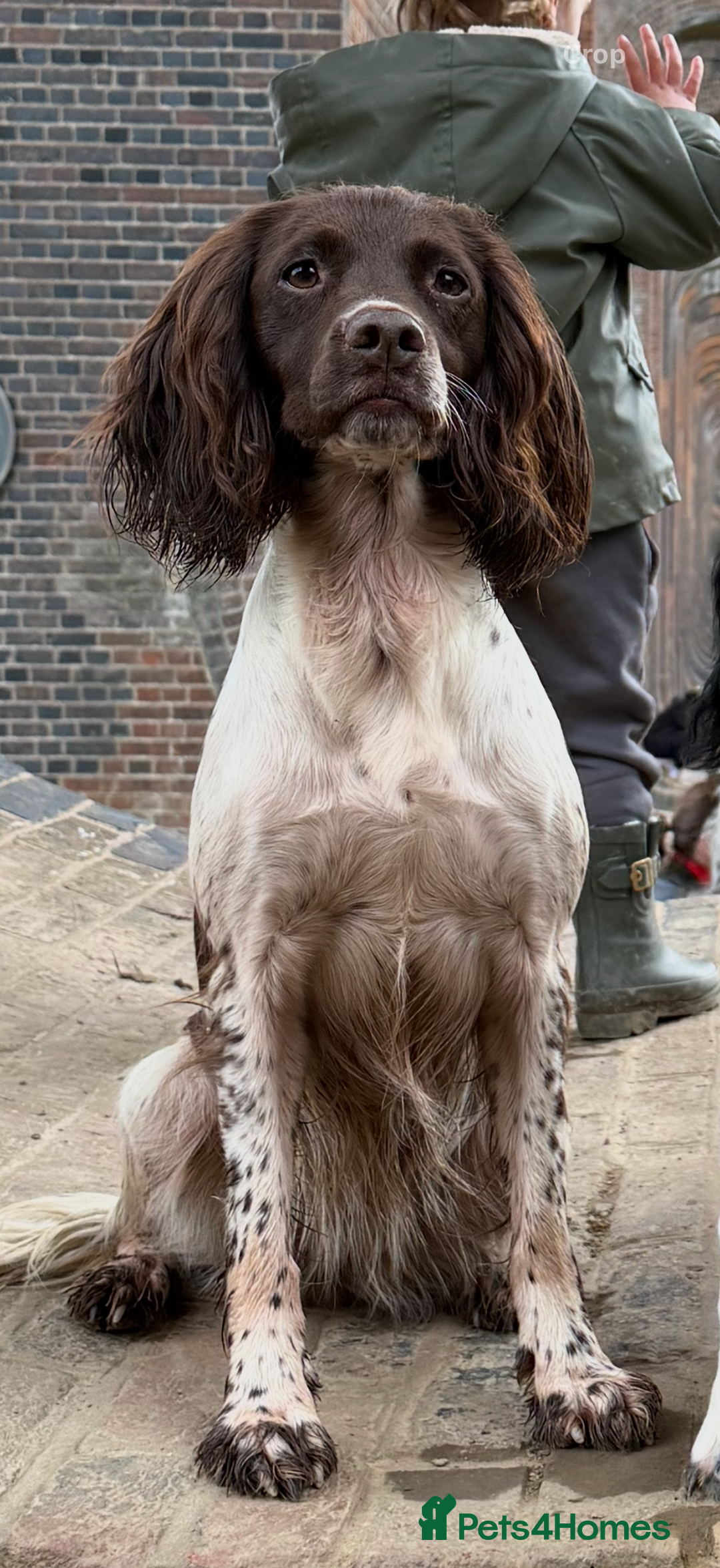 English Springer Spaniel dogs for sale: KC Registered English Springer Spaniel puppies - Advert 3